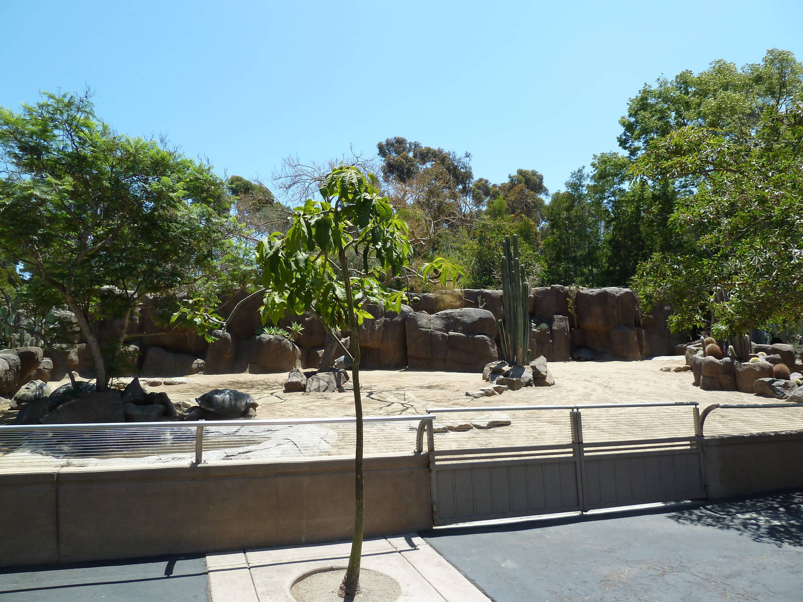 Galapagos Tortoise Exhibit