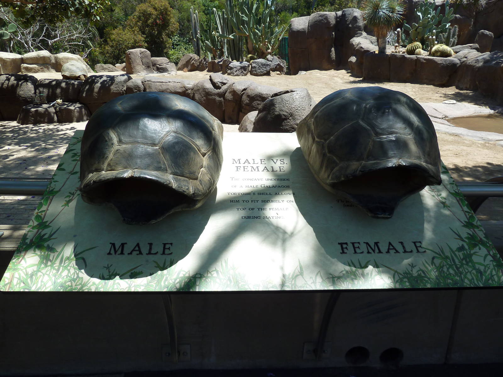 Galapagos Tortoise Exhibit
