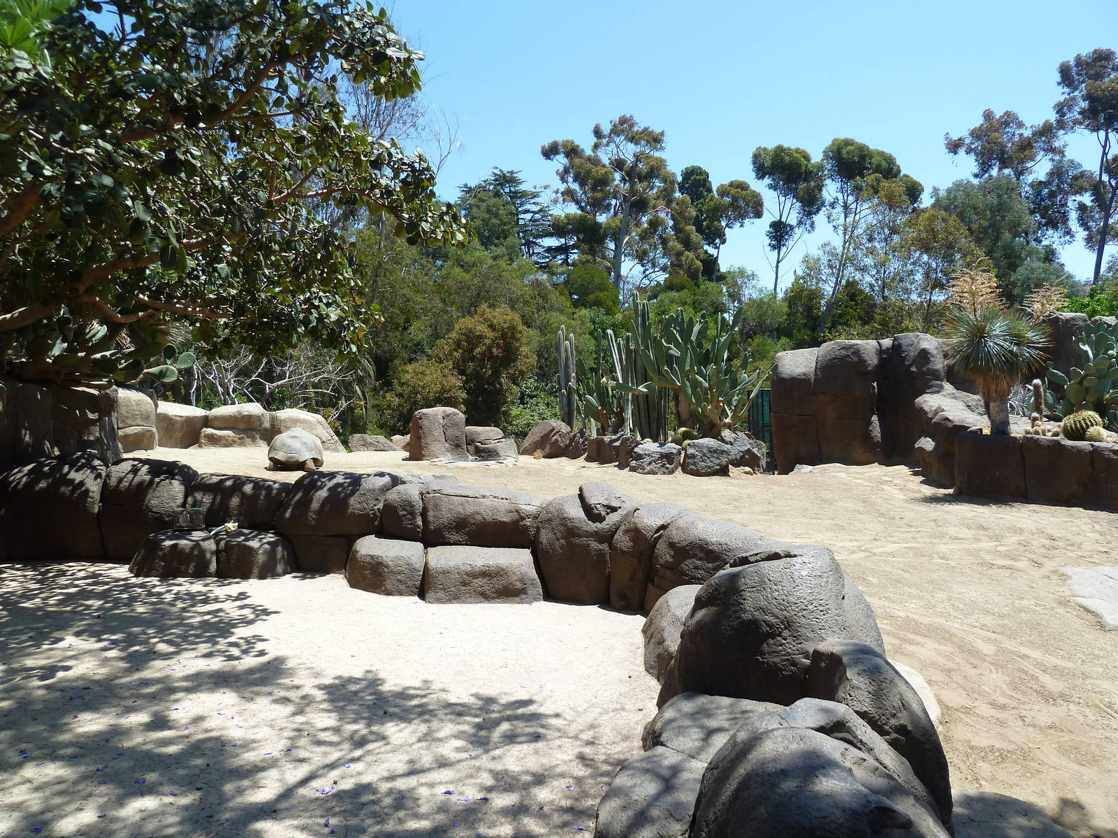 Galapagos Tortoise Exhibit