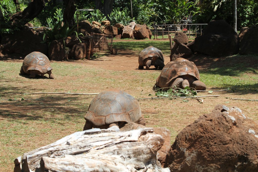 Galapagos Tortoise exhibit