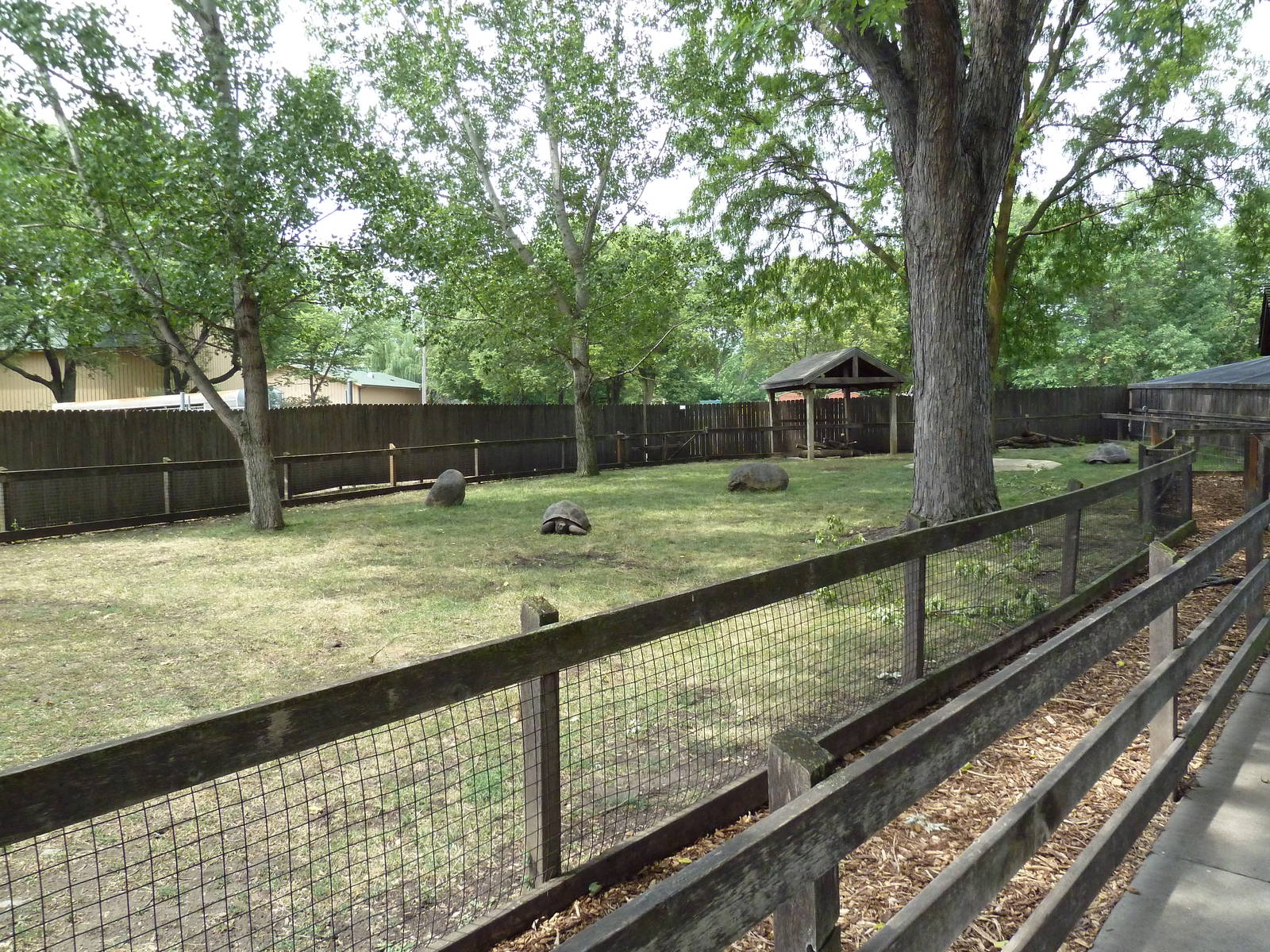 Galapagos Tortoise Exhibit
