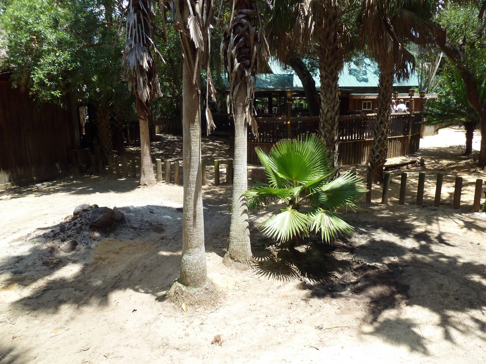 Galapagos Tortoise Exhibit