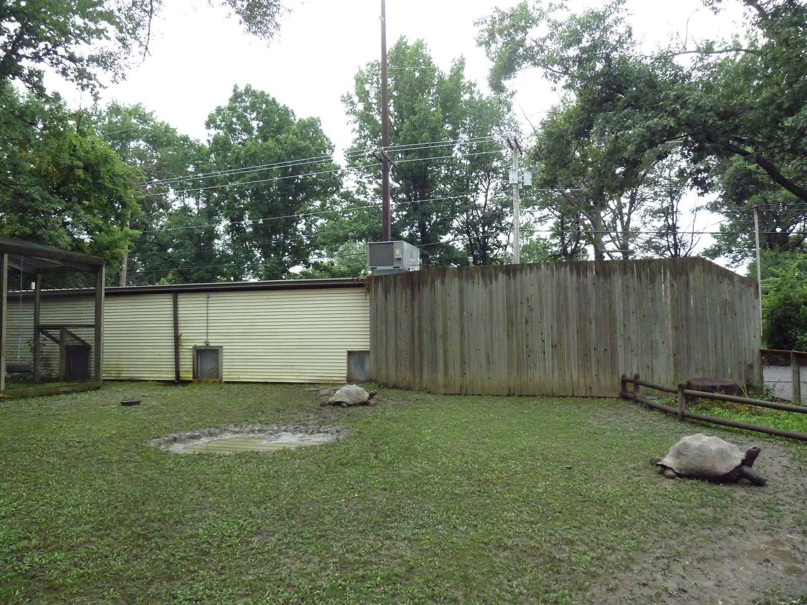 Galapagos Tortoise Exhibit