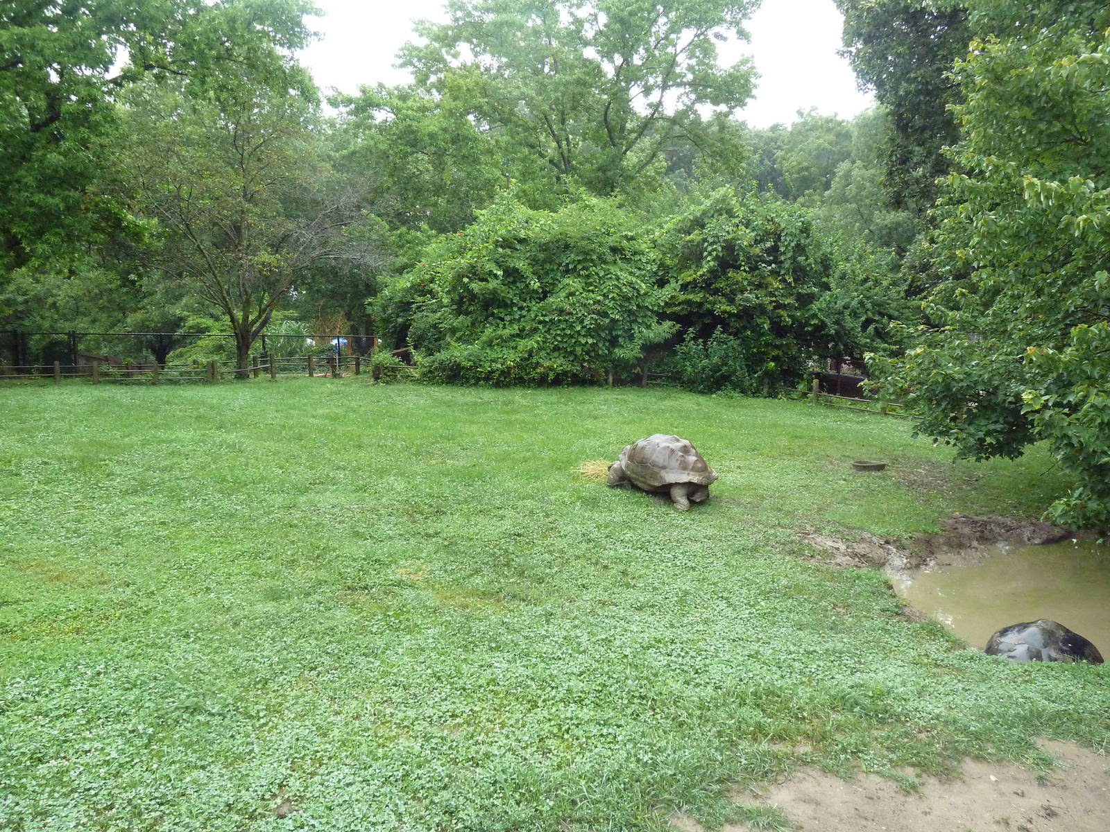 Galapagos Tortoise Exhibit