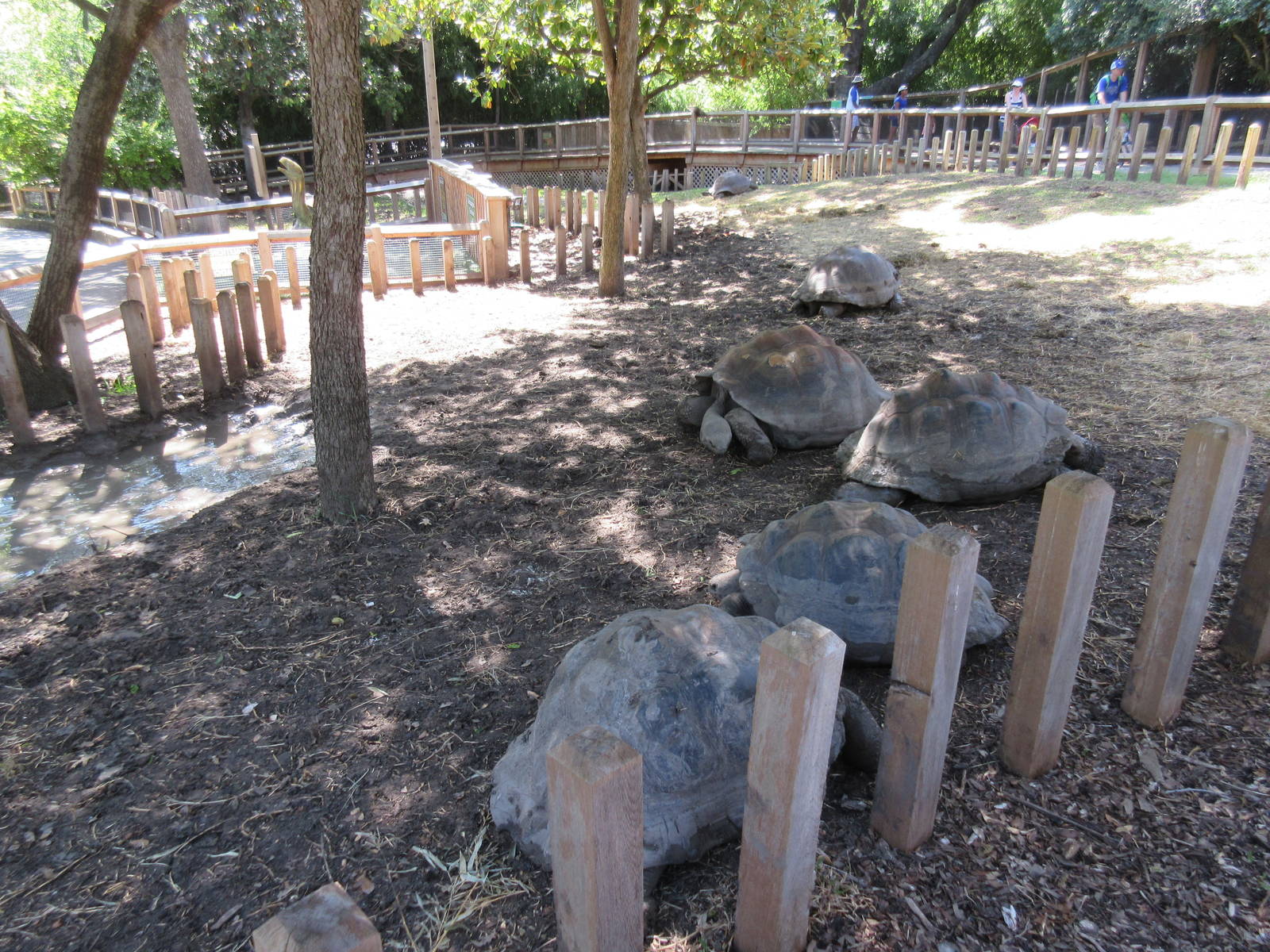 Galapagos Tortoise Exhibit