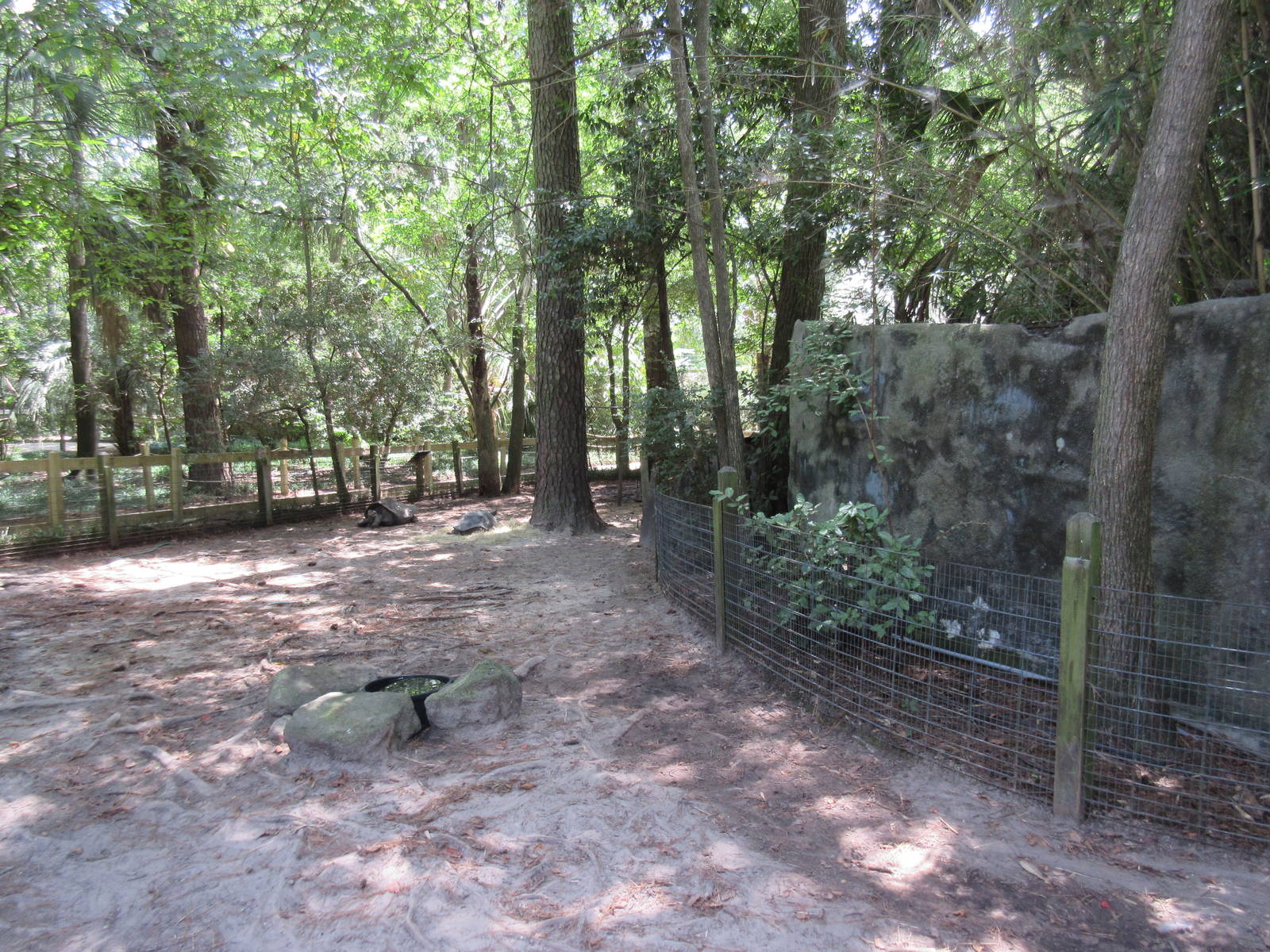 Galapagos Tortoise Exhibit