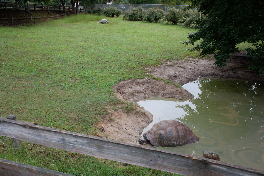 galapagos tortoise exhibit
