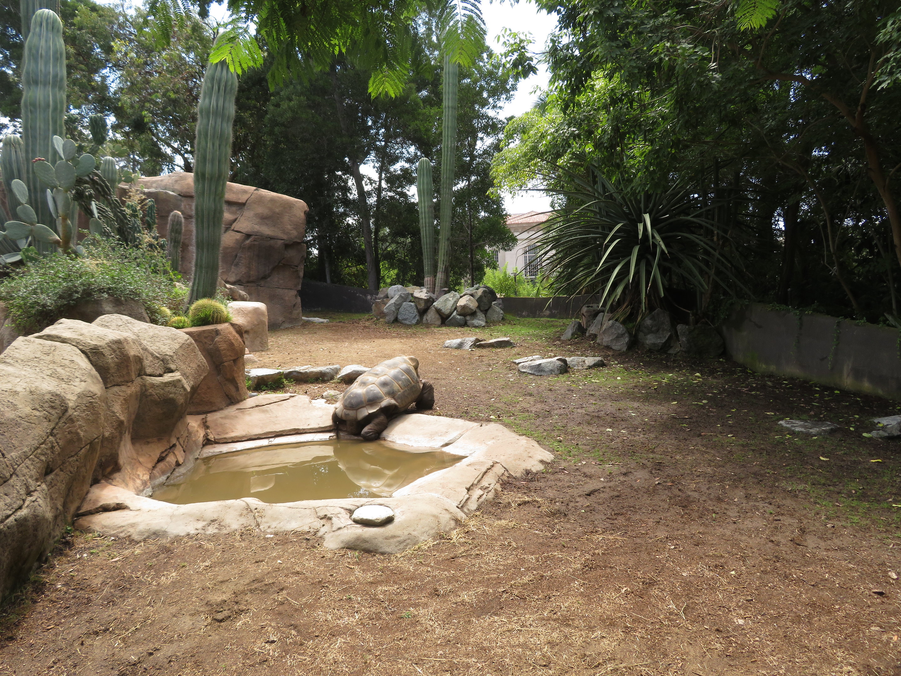 Galapagos Tortoise Exhibit