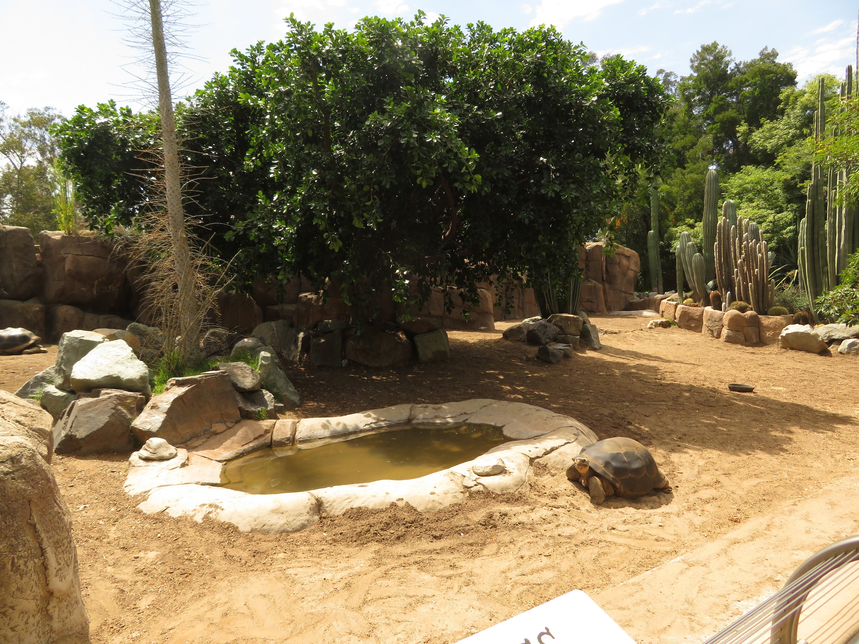 Galapagos Tortoise Exhibit