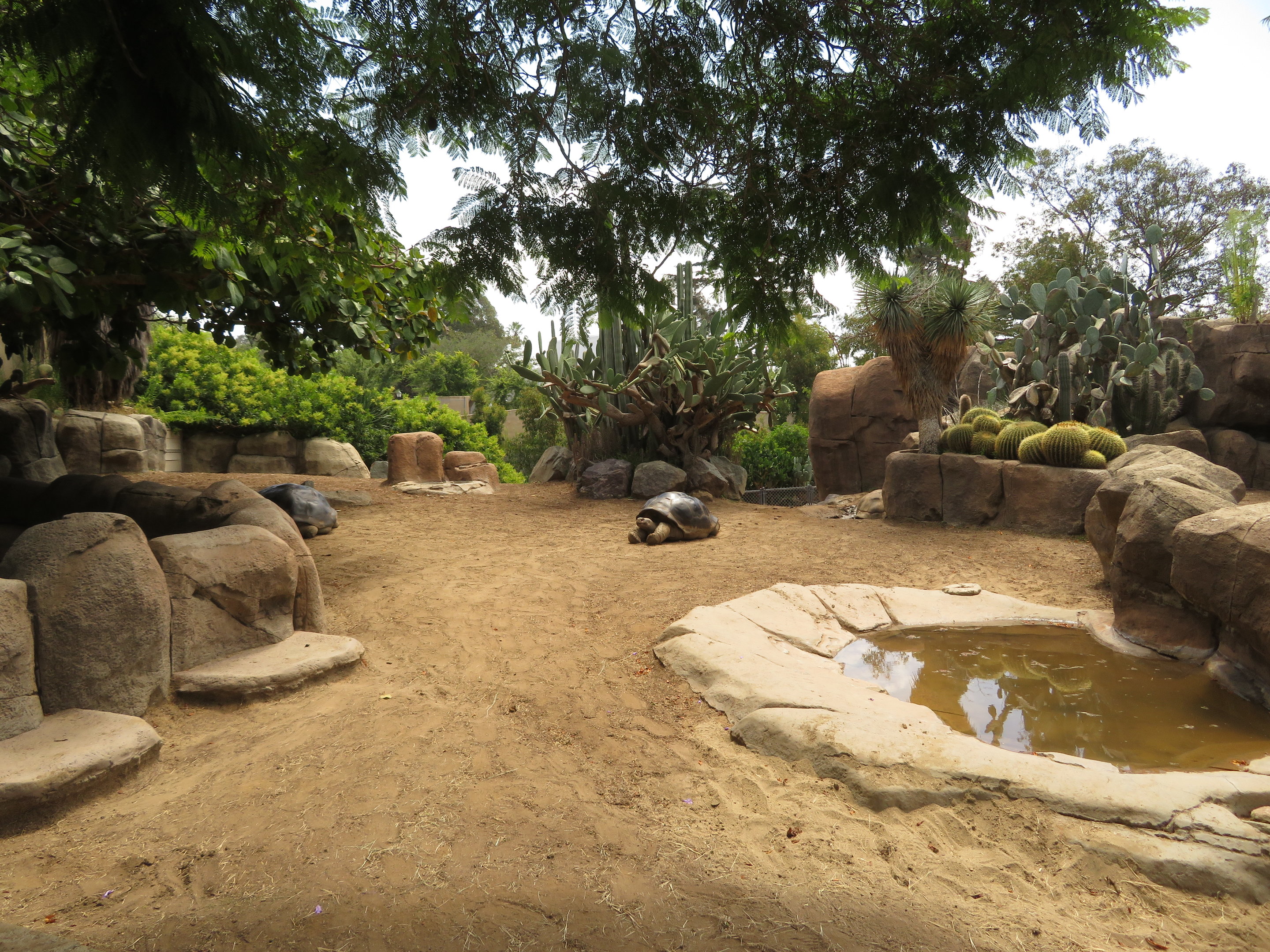 Galapagos Tortoise Exhibit