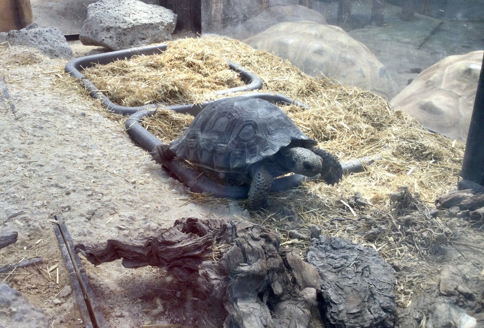 Galapagos Tortoise Hatchling (21 months old)