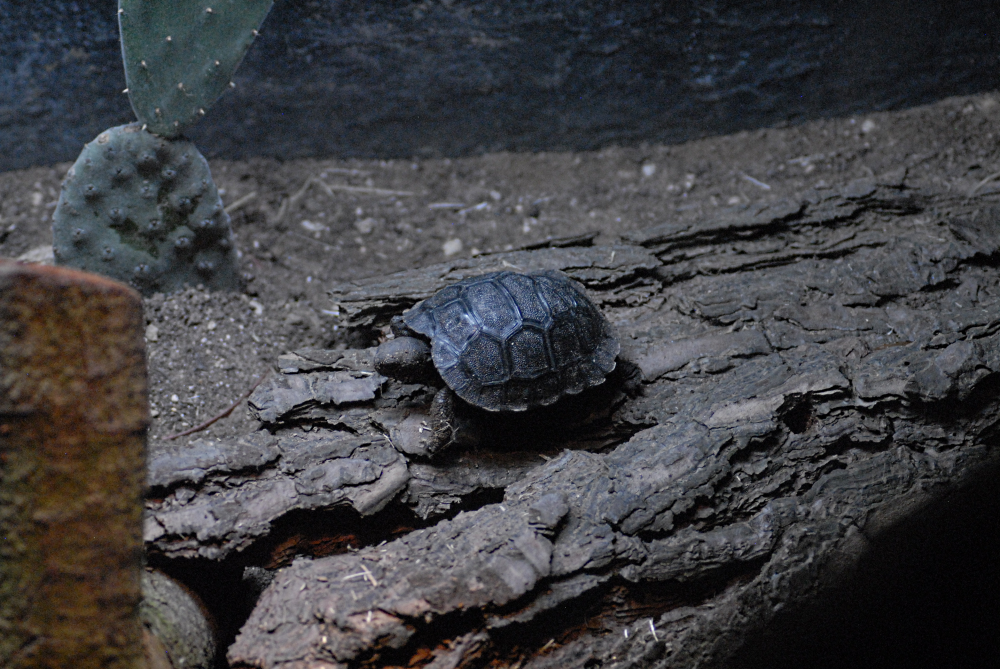 Galapagos Tortoise "Hatchling" - COTW 2022