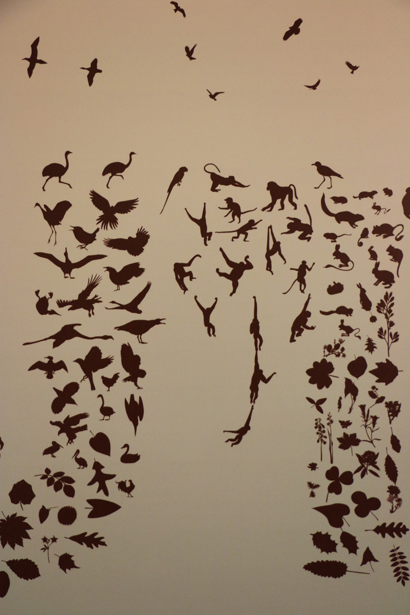 galapagos tortoise indoors: educational display detail