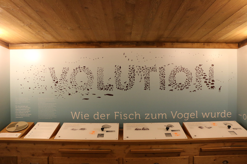 galapagos tortoise indoors: educational display