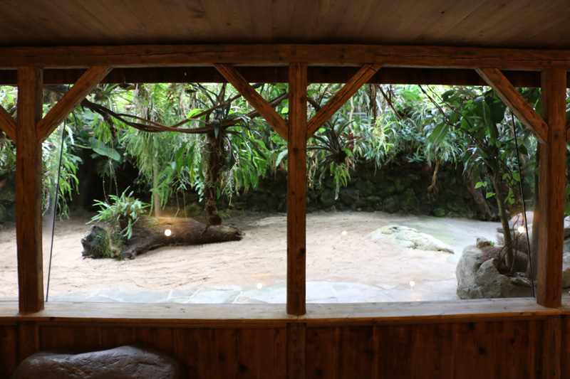 galapagos tortoise indoors
