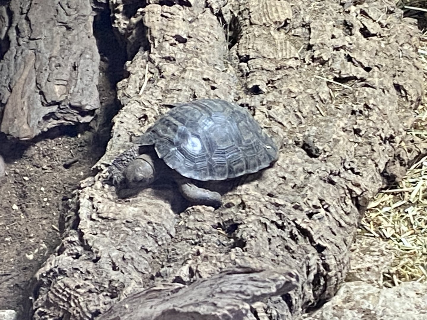 Galapagos tortoise juvenile 040124