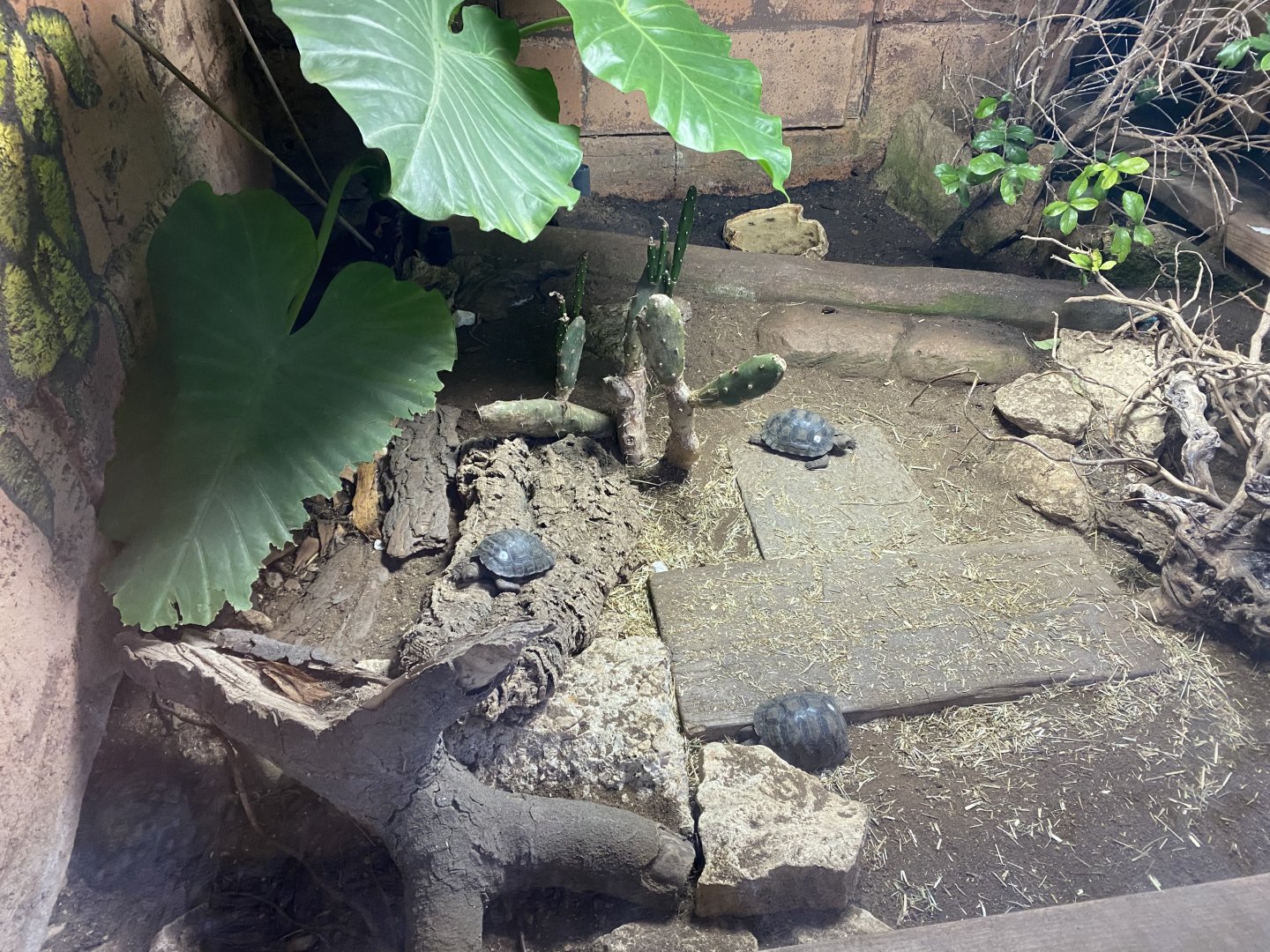 Galapagos tortoise juveniles 040124