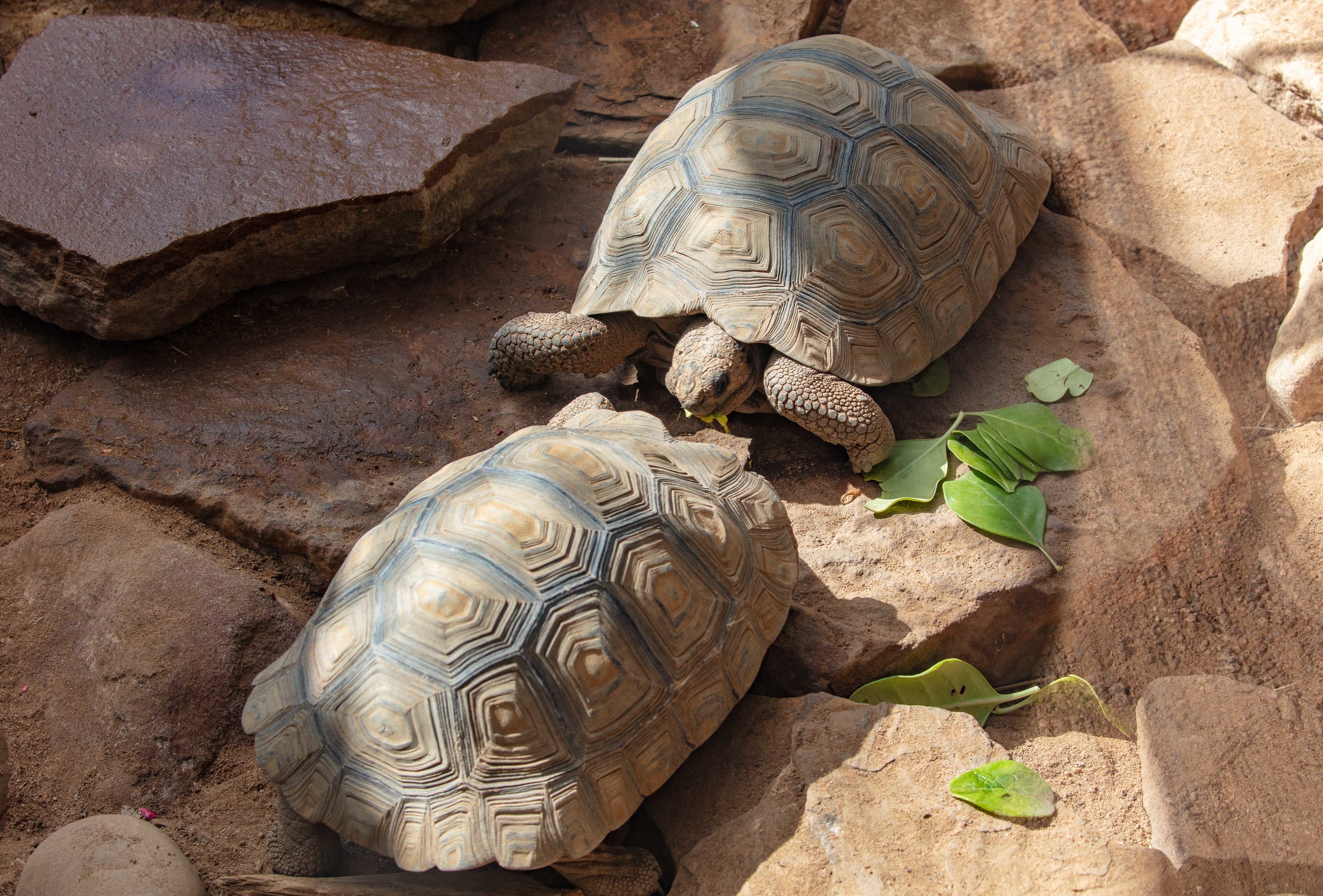 Galapagos Tortoise juveniles