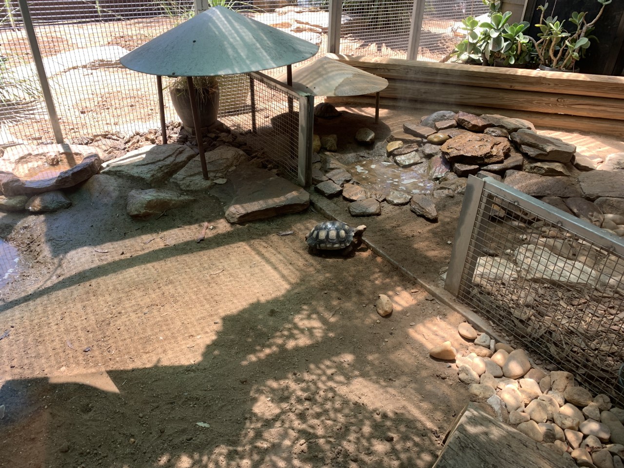 Galapagos Tortoise Nursery