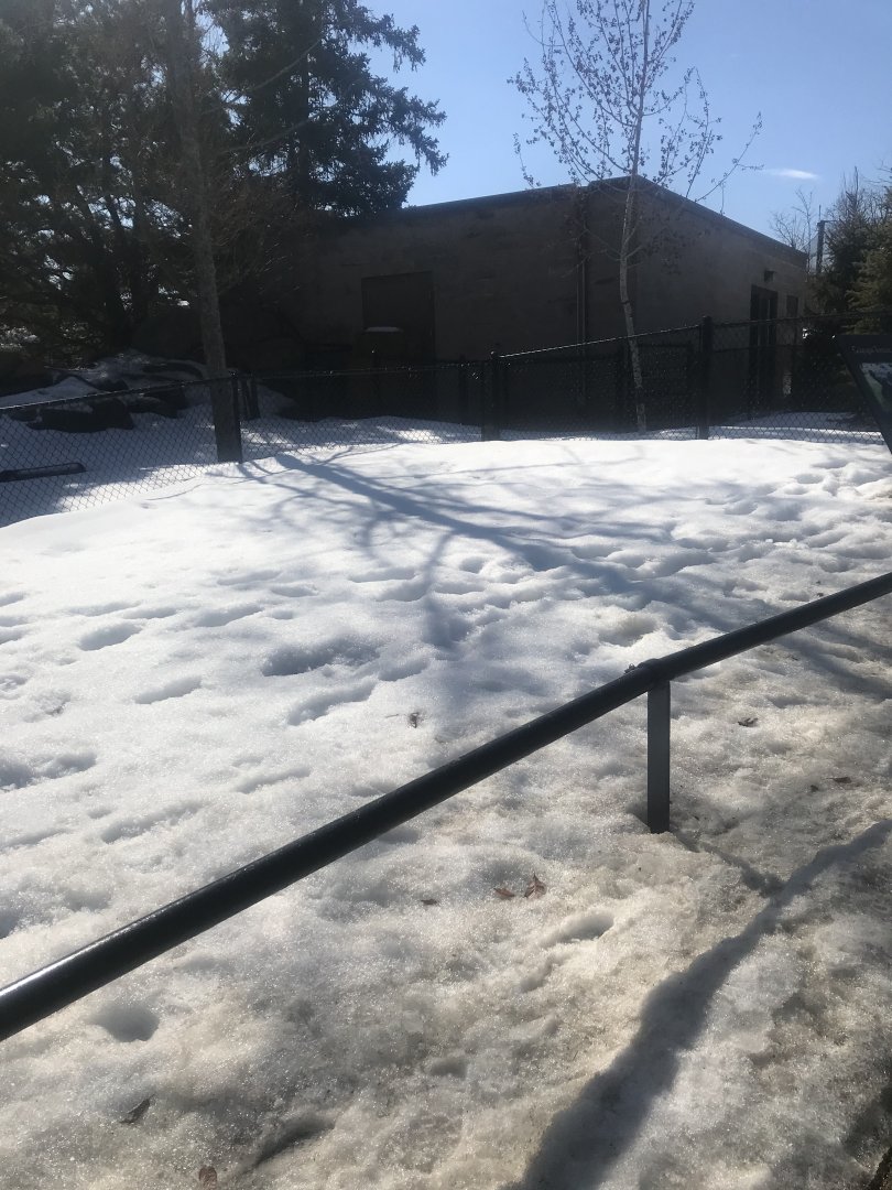 Galapagos tortoise outdoor yard