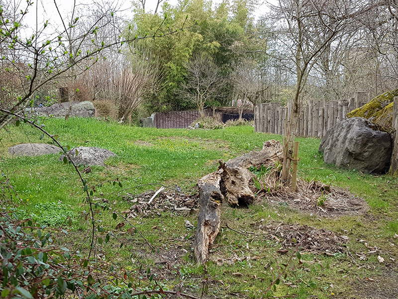 Galapagos tortoise outdoors