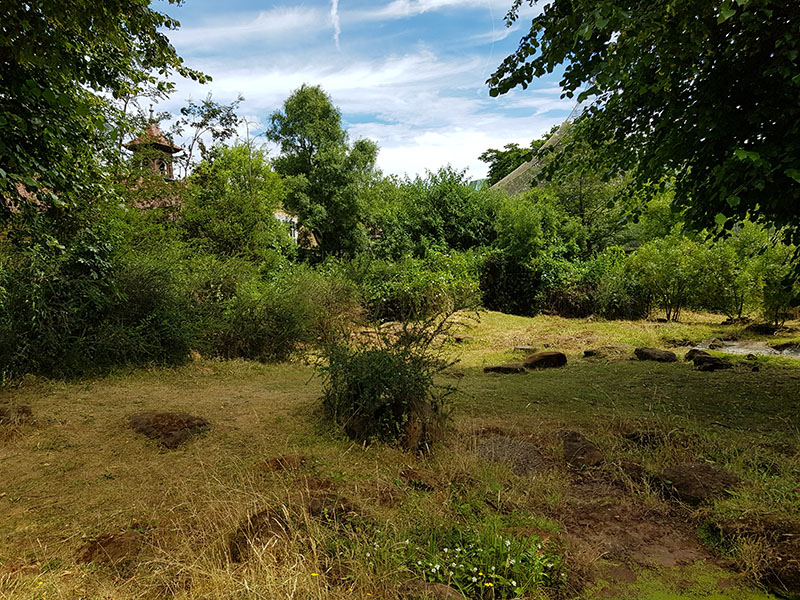 Galapagos tortoise outdoors