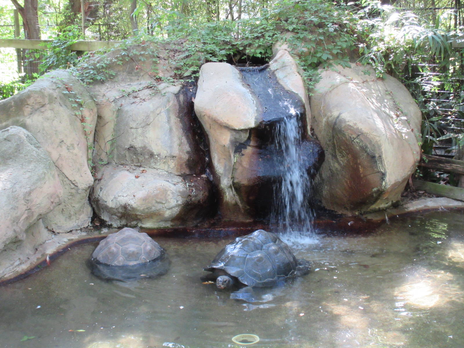 Galapagos Tortoise Pool
