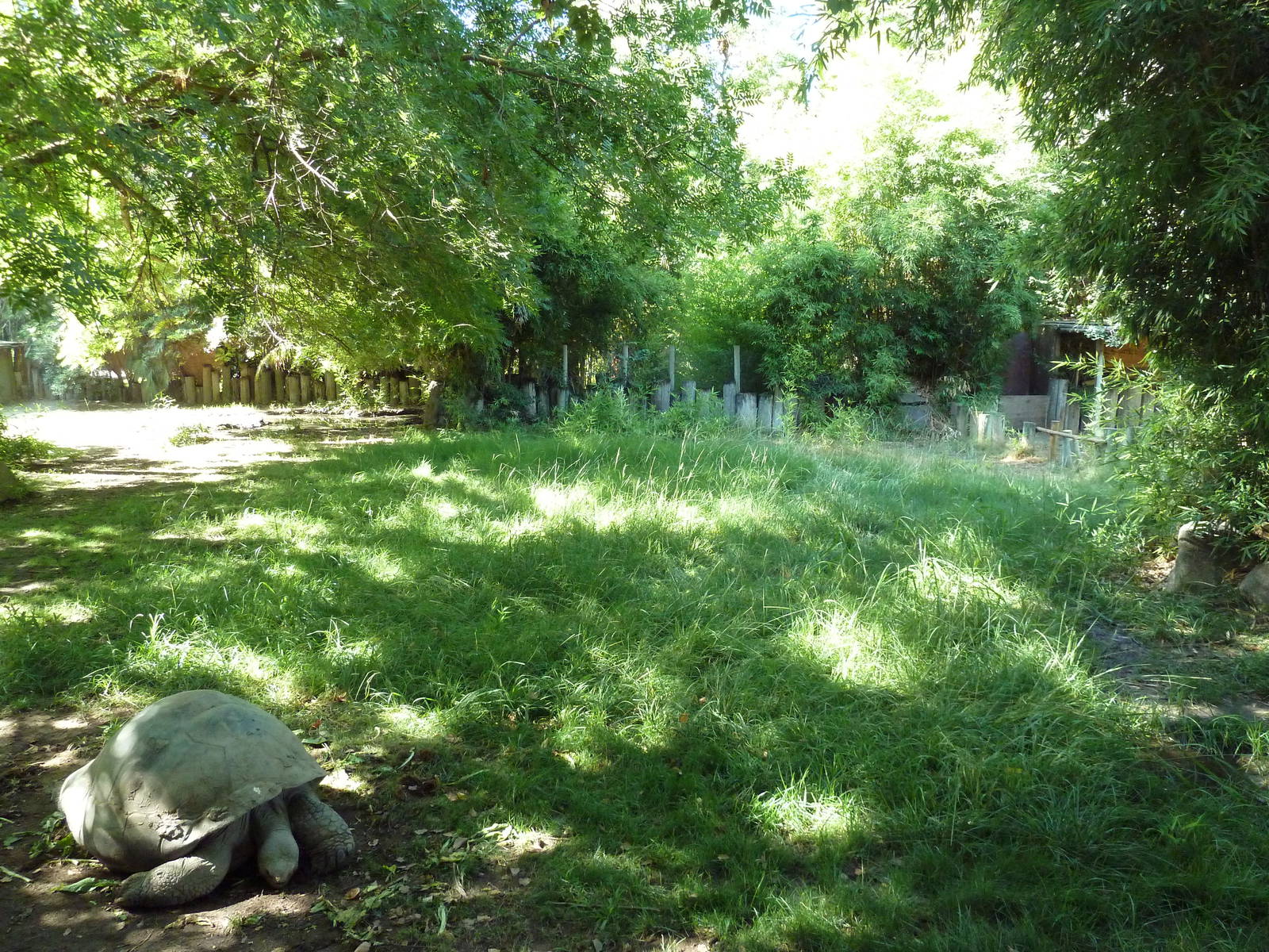 Galapagos Tortoise/Rhea Exhibit