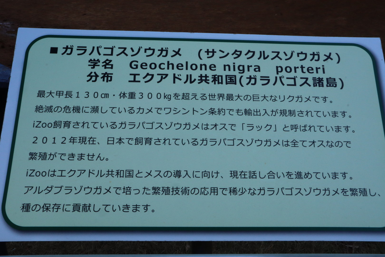 Galapagos tortoise sign