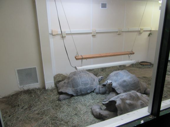 Galapagos Tortoise Winter Viewing (New)