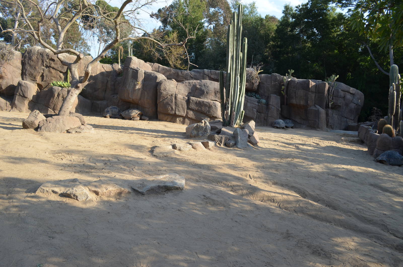 Galapagos Tortoise Yard