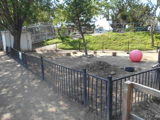 Galapagos tortoise yard
