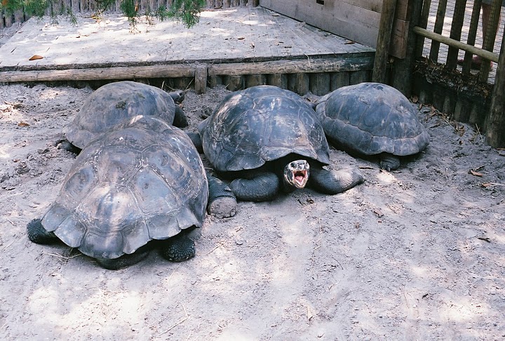 Galapagos tortoise