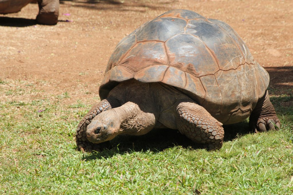 Galapagos Tortoise