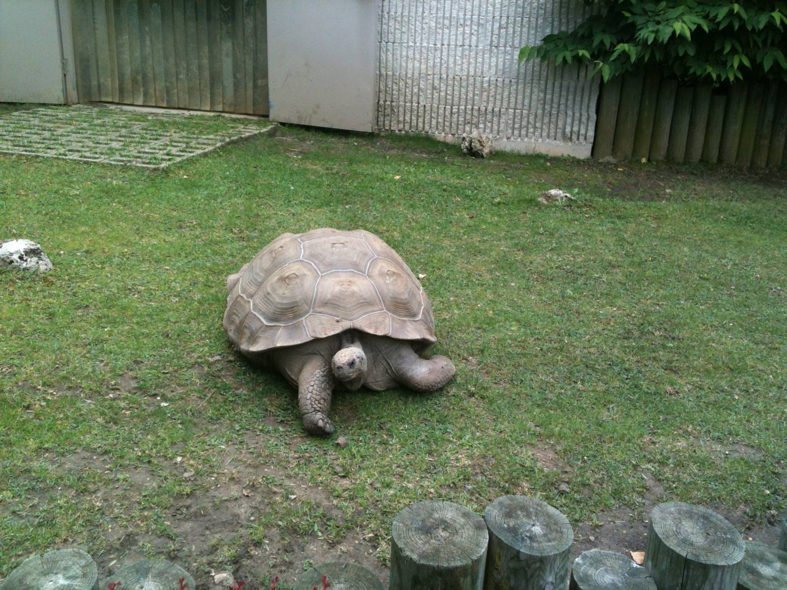 Galapagos Tortoise