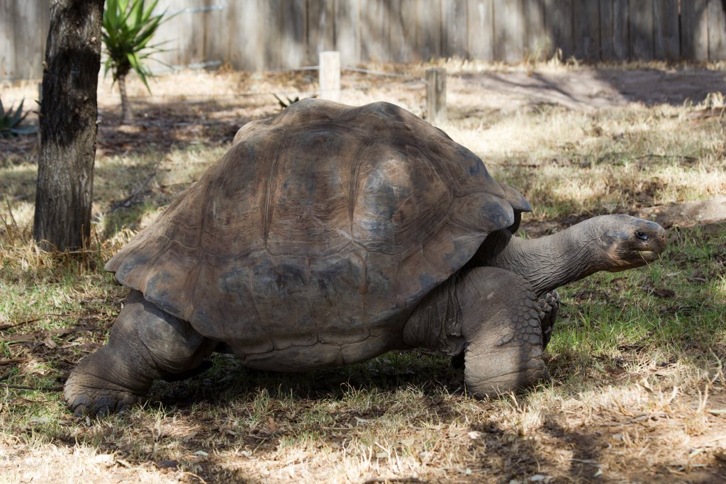 Galapagos Tortoise