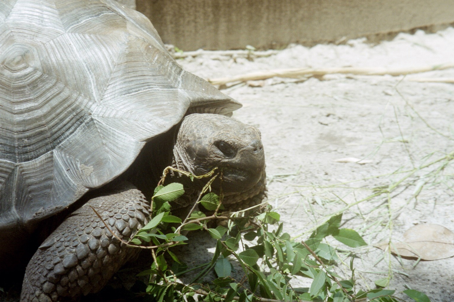 Galapagos Tortoise