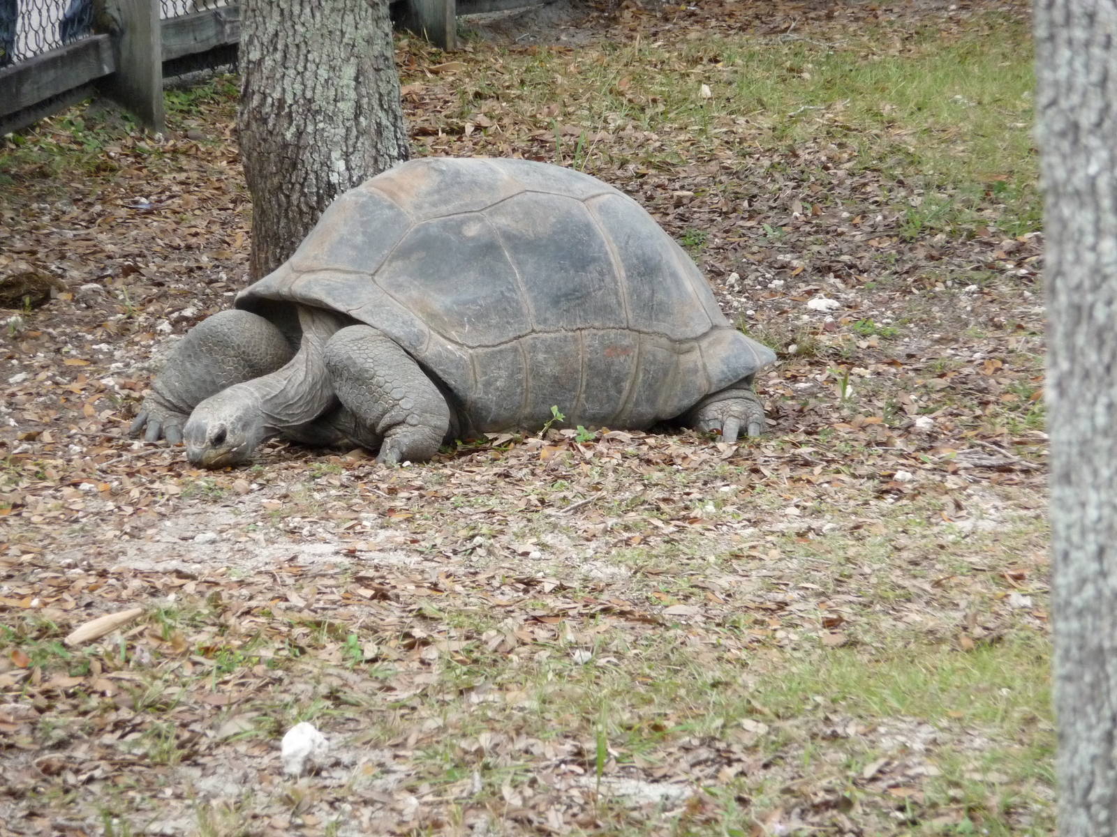 Galapagos Tortoise