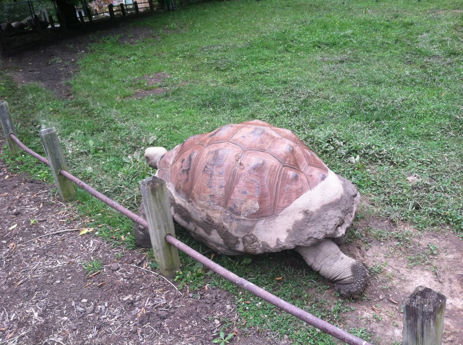 Galapagos Tortoise