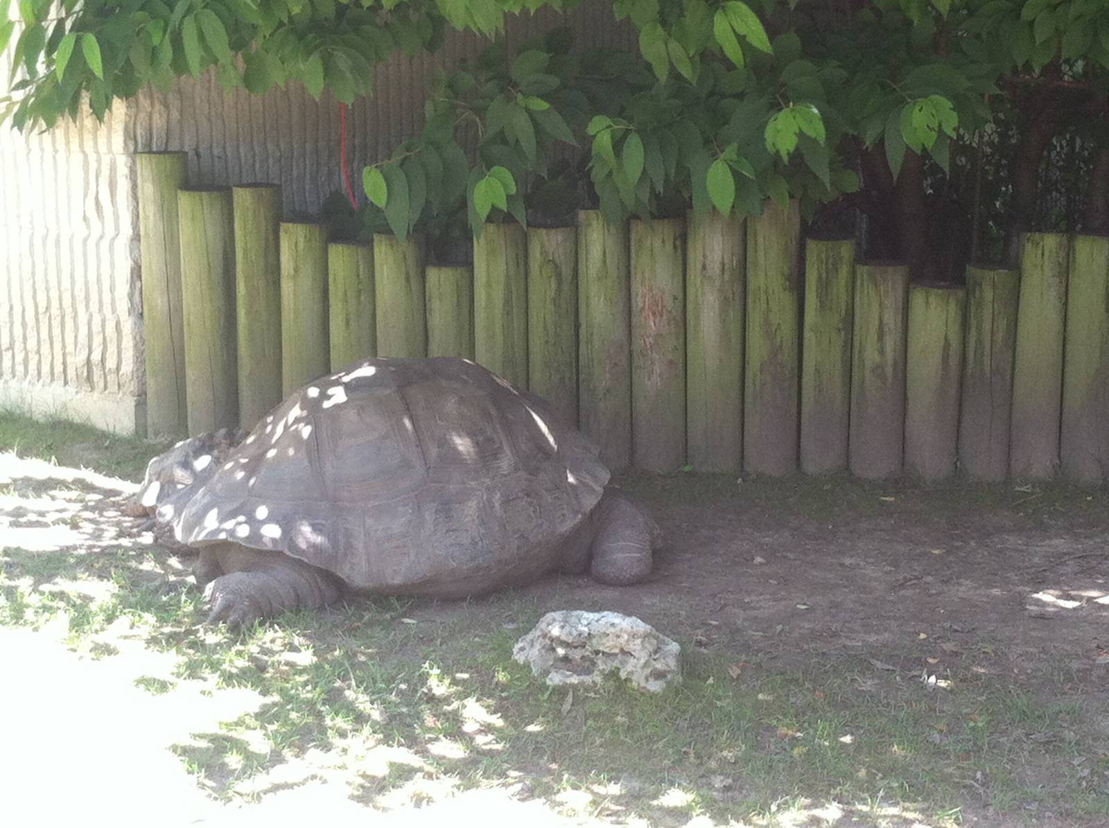 Galapagos Tortoise