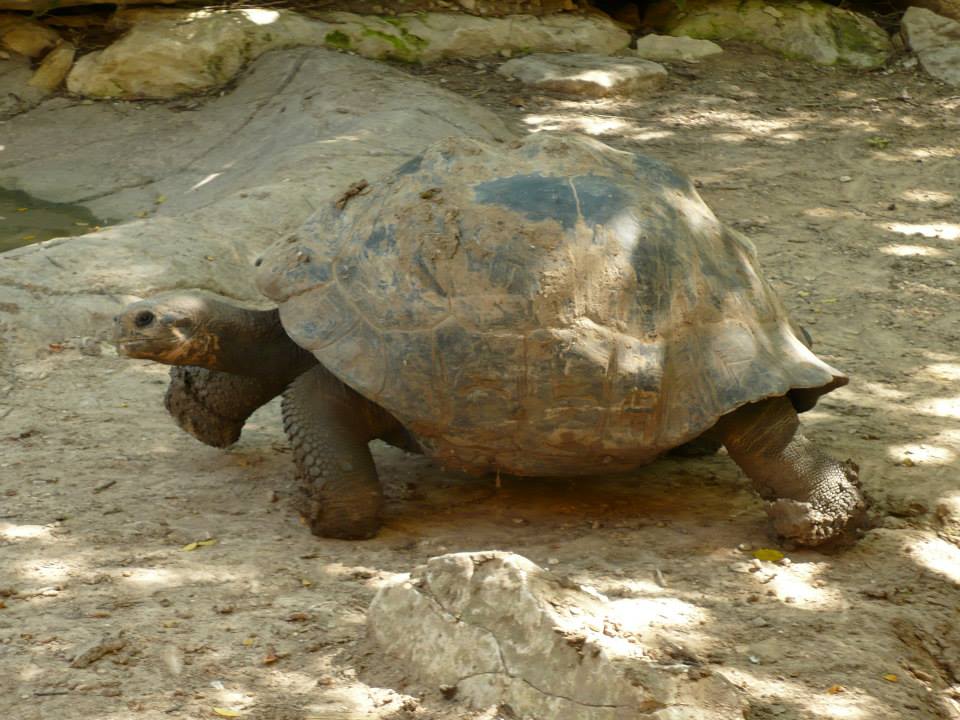 Galápagos tortoise