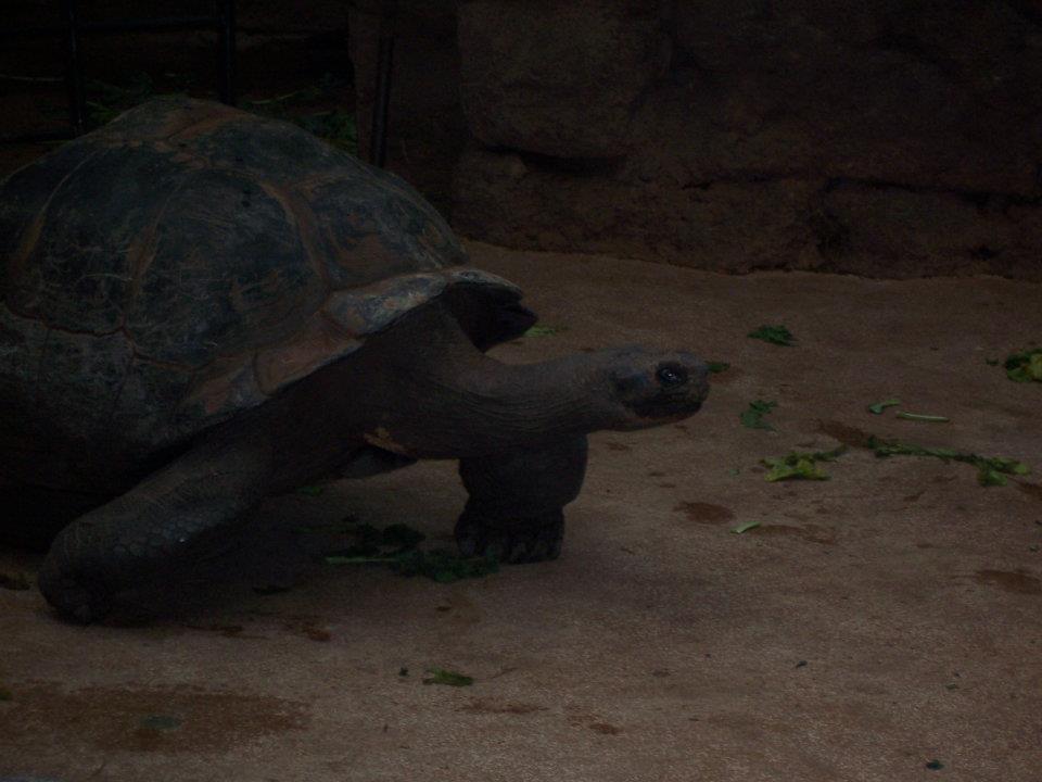 Galápagos tortoise