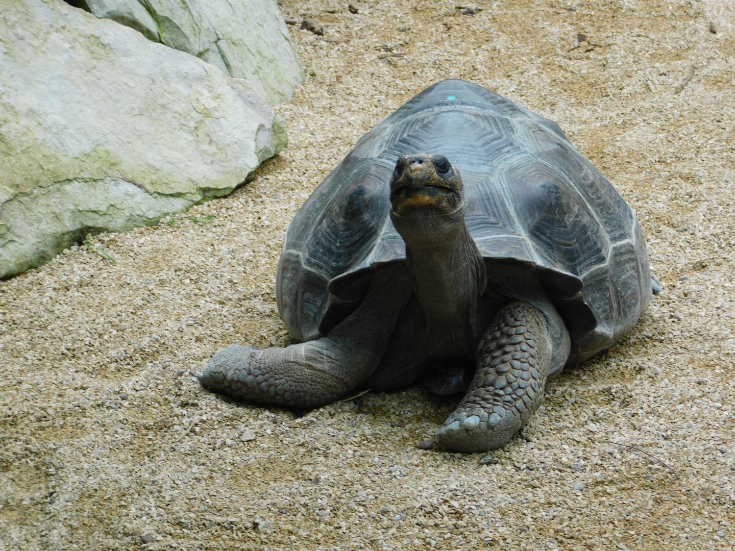 Galapagos Tortoise