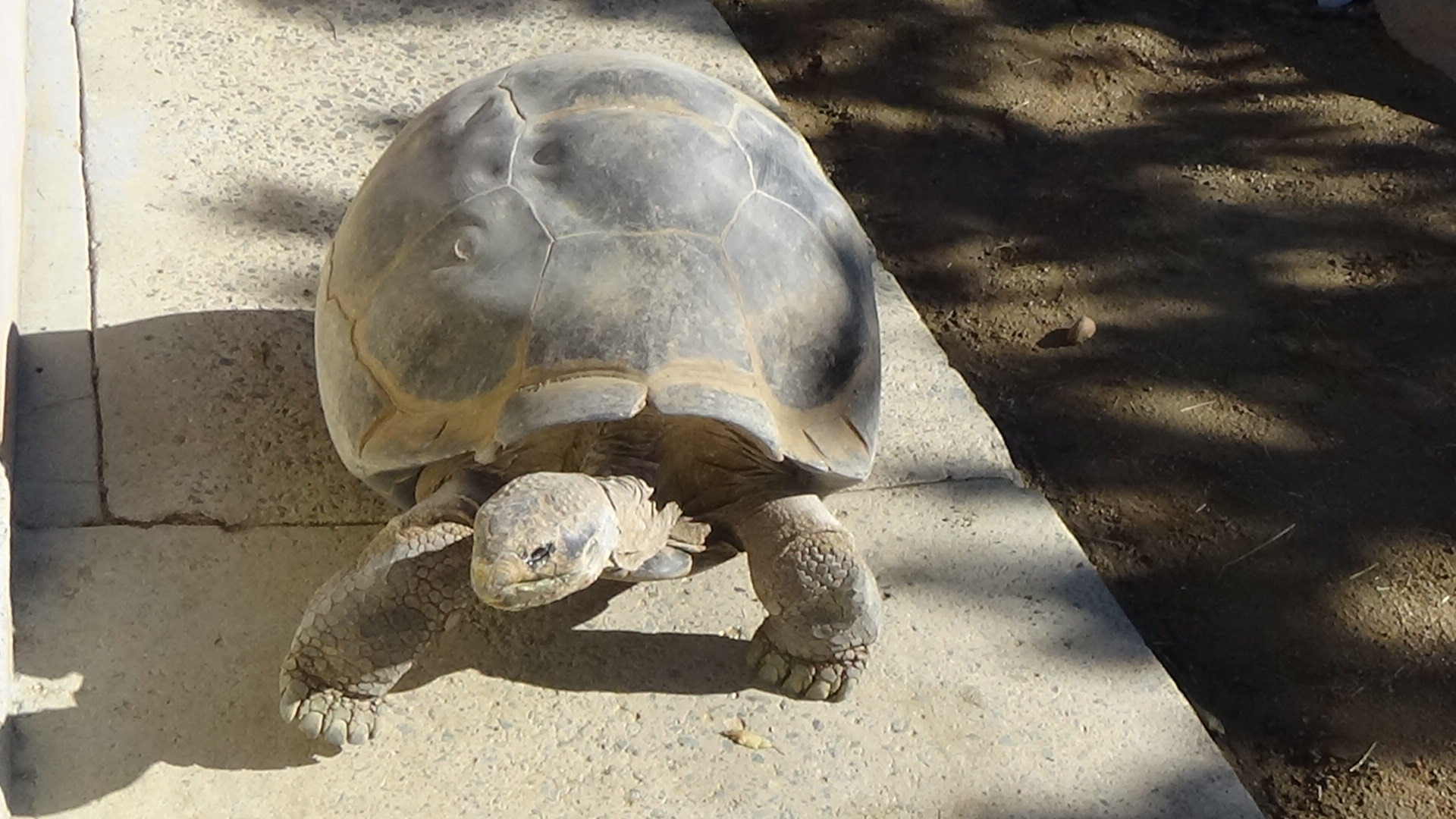 Galapagos tortoise