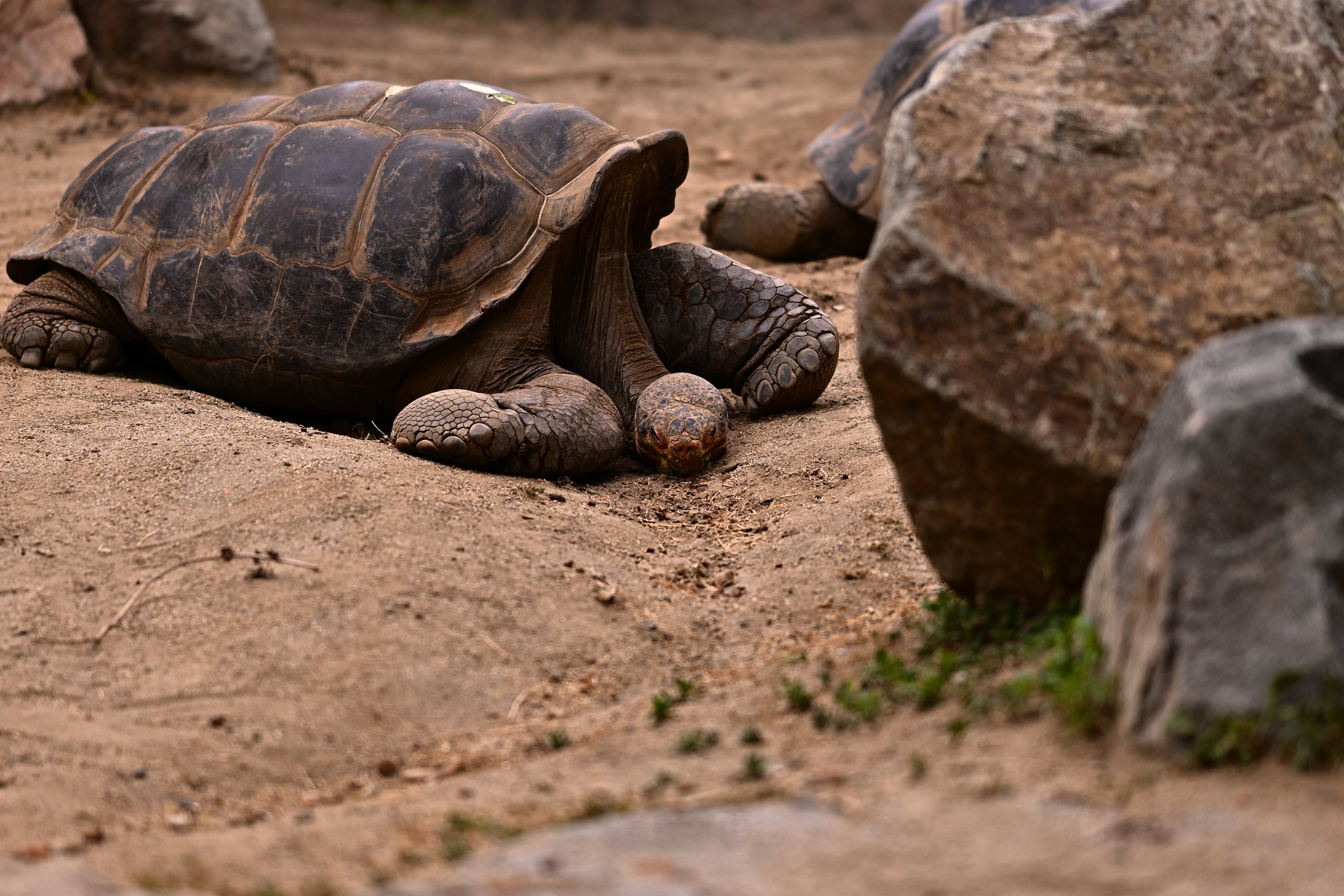 Galapagos Tortoise