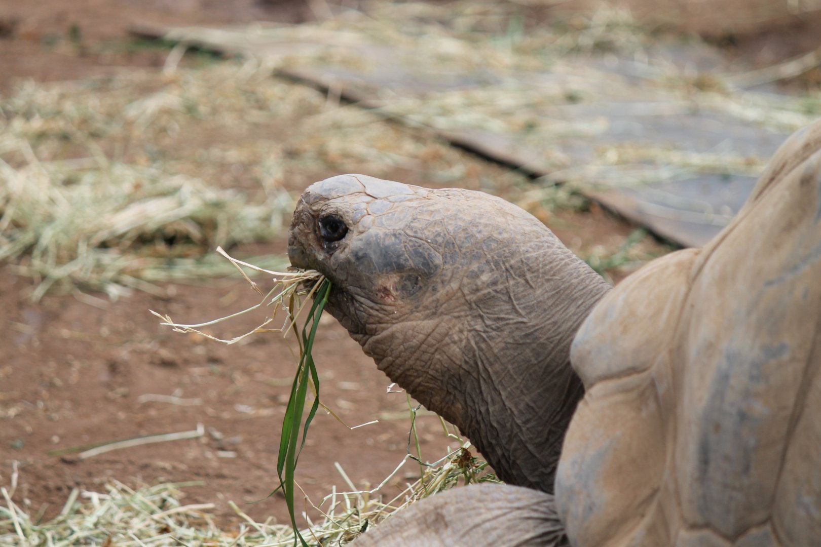 Galapagos Tortoise