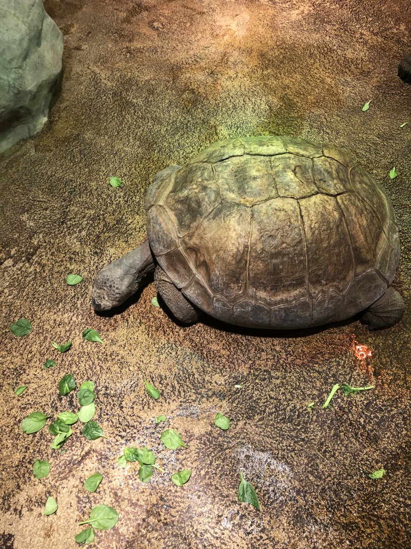 Galapagos Tortoise