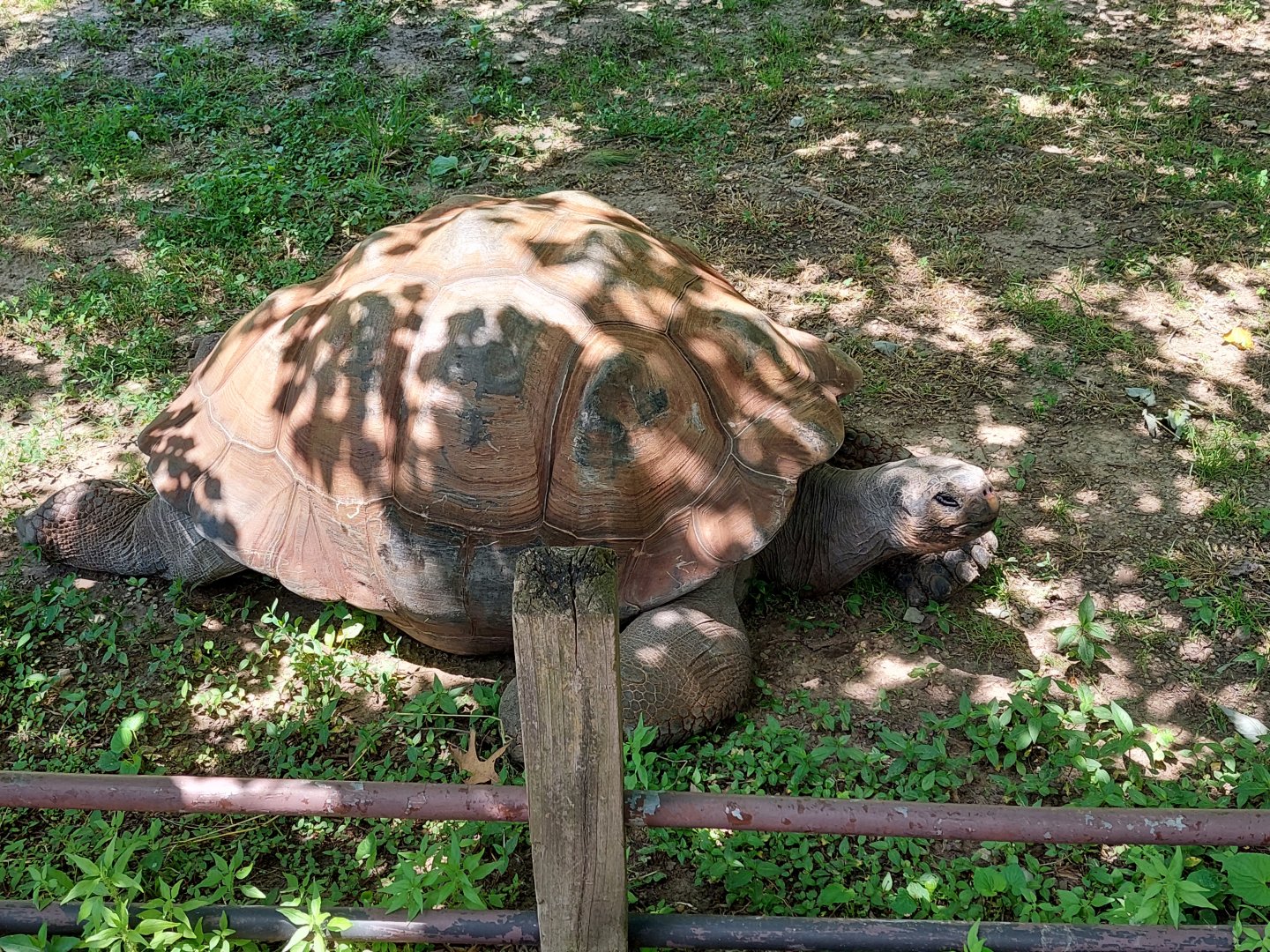 Galapagos Tortoise