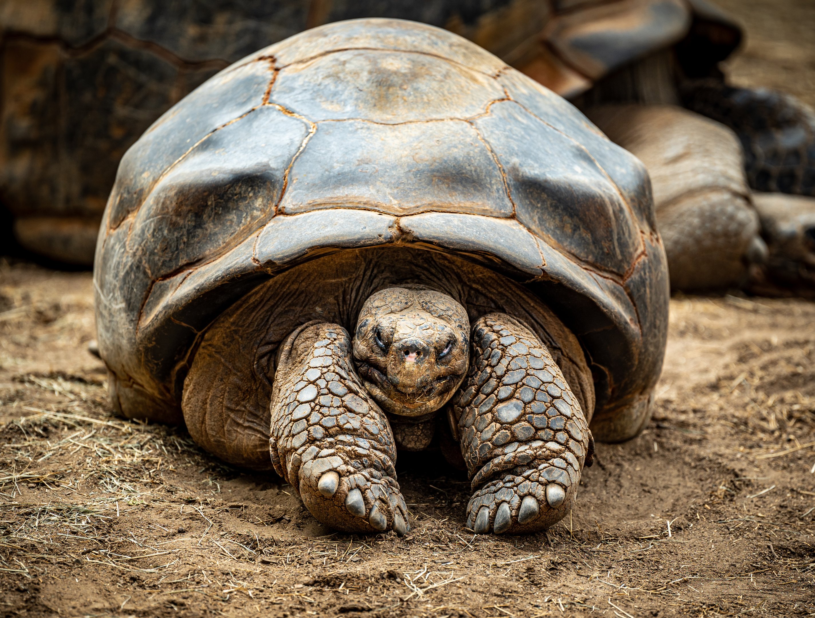 Galapagos Tortoise