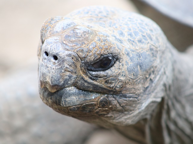 Galápagos Tortoise